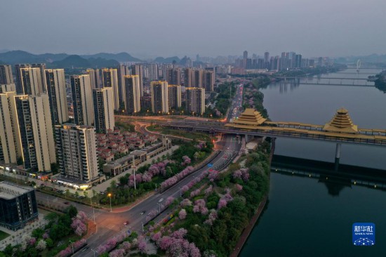 广西柳州：紫荆缤纷夜色美